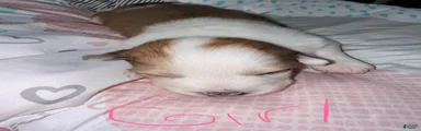 Mixed Breed 6