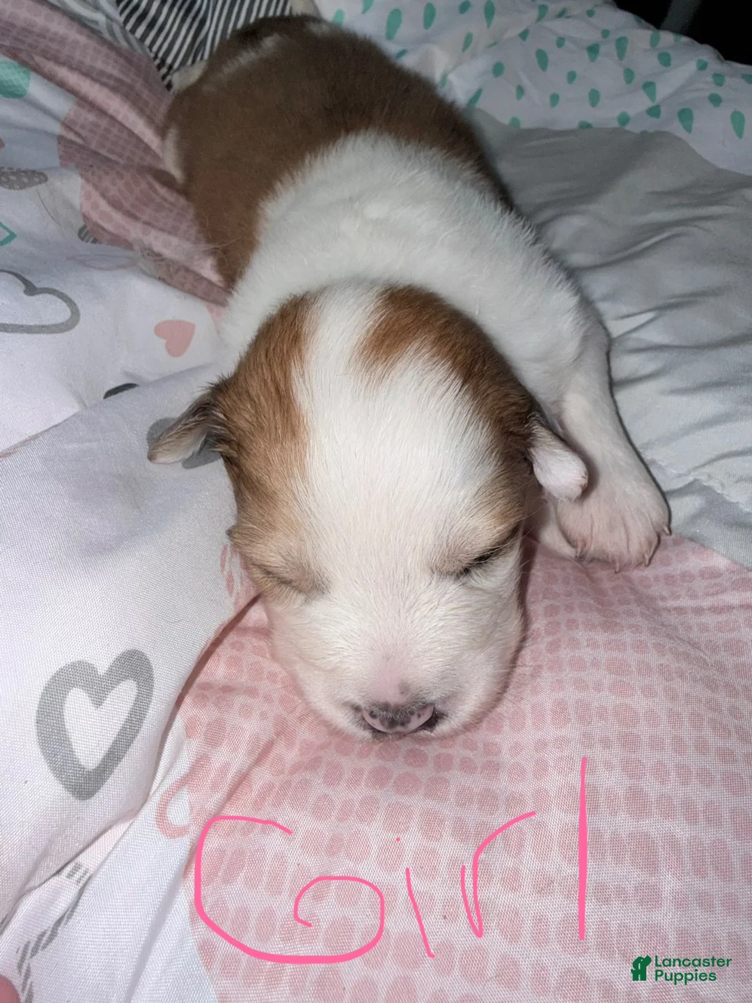 Mixed Breed dogs for sale: Mixed Breed 6 - Ad 1