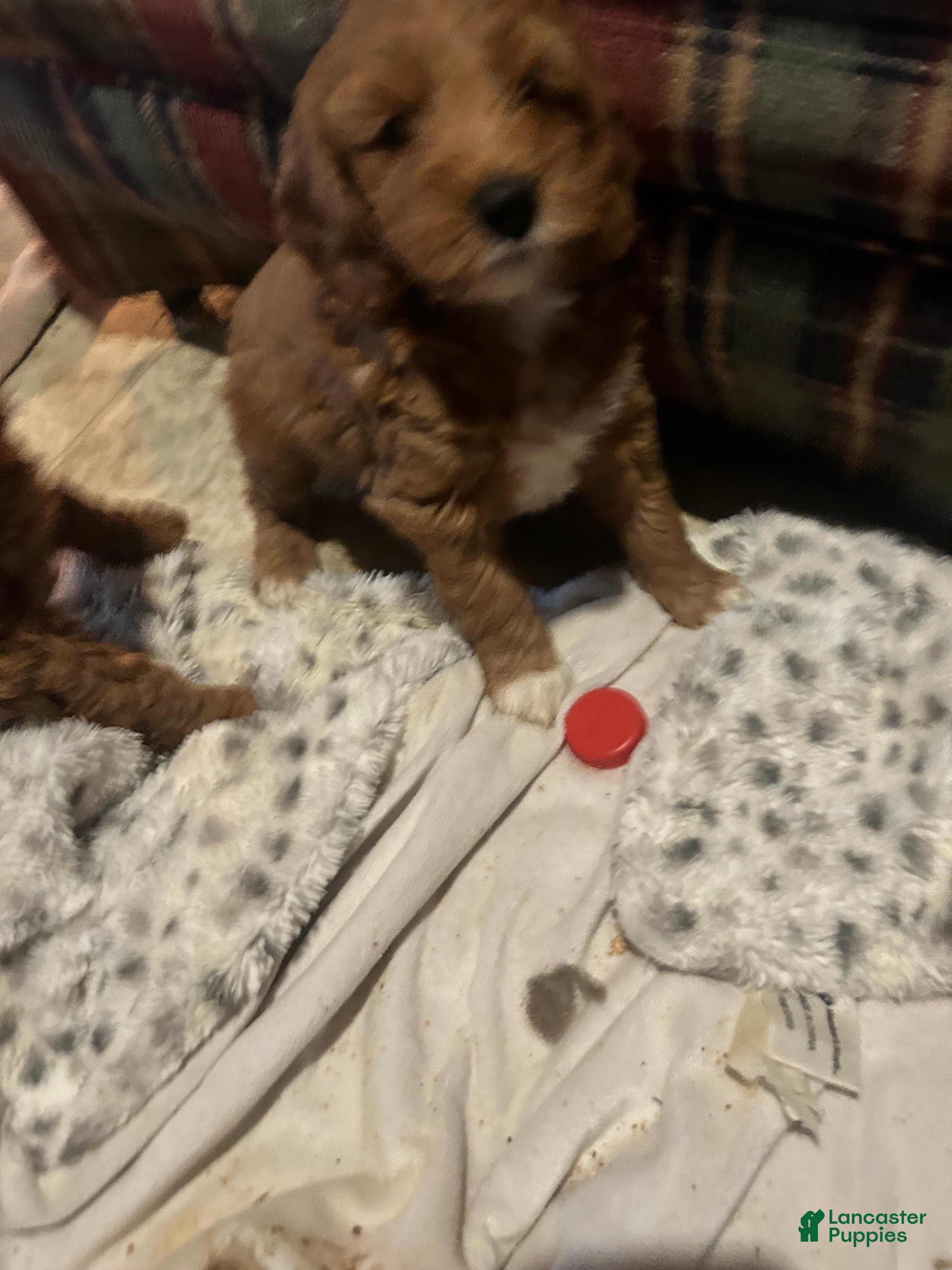 Goldendoodle dogs Princess - Ad 2