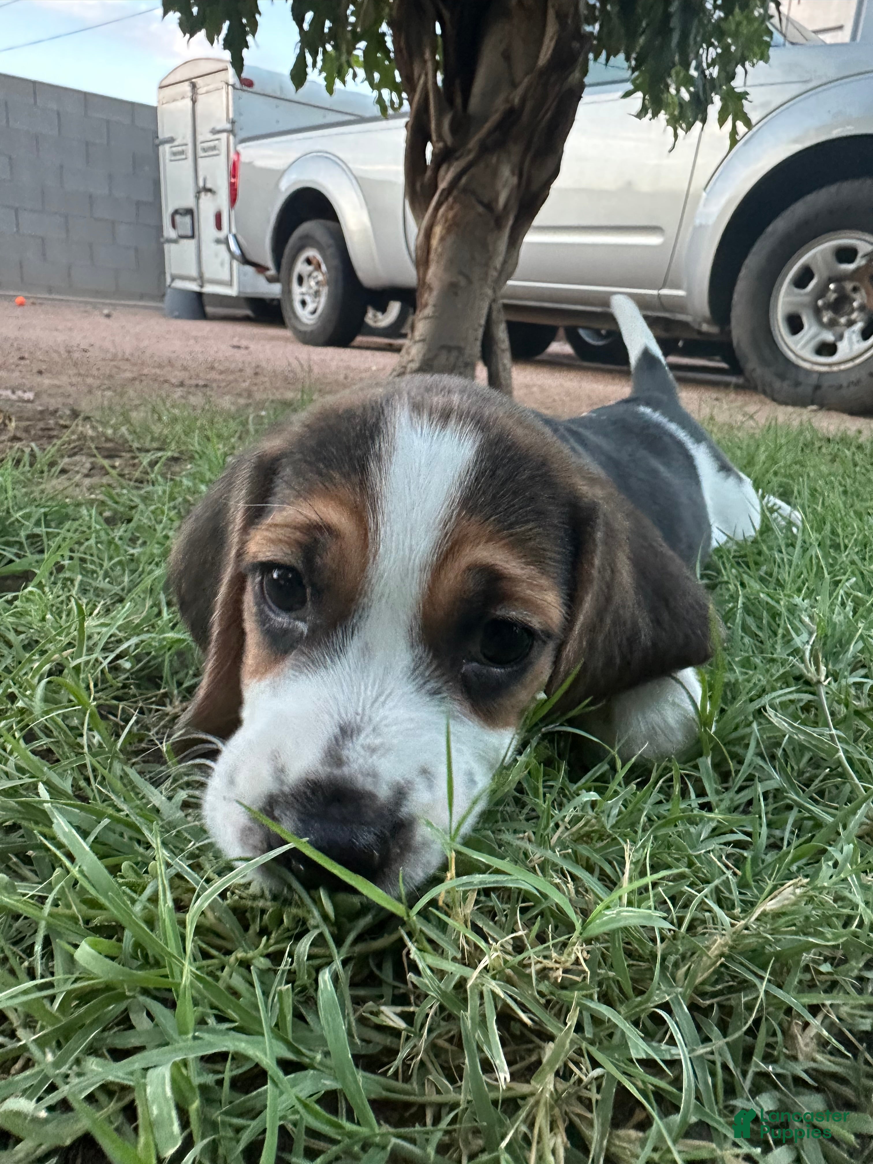 Beagle dogs Pinto - Ad 8