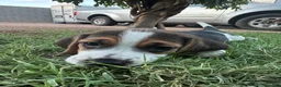 Beagle dogs for sale: Pinto - Ad 1