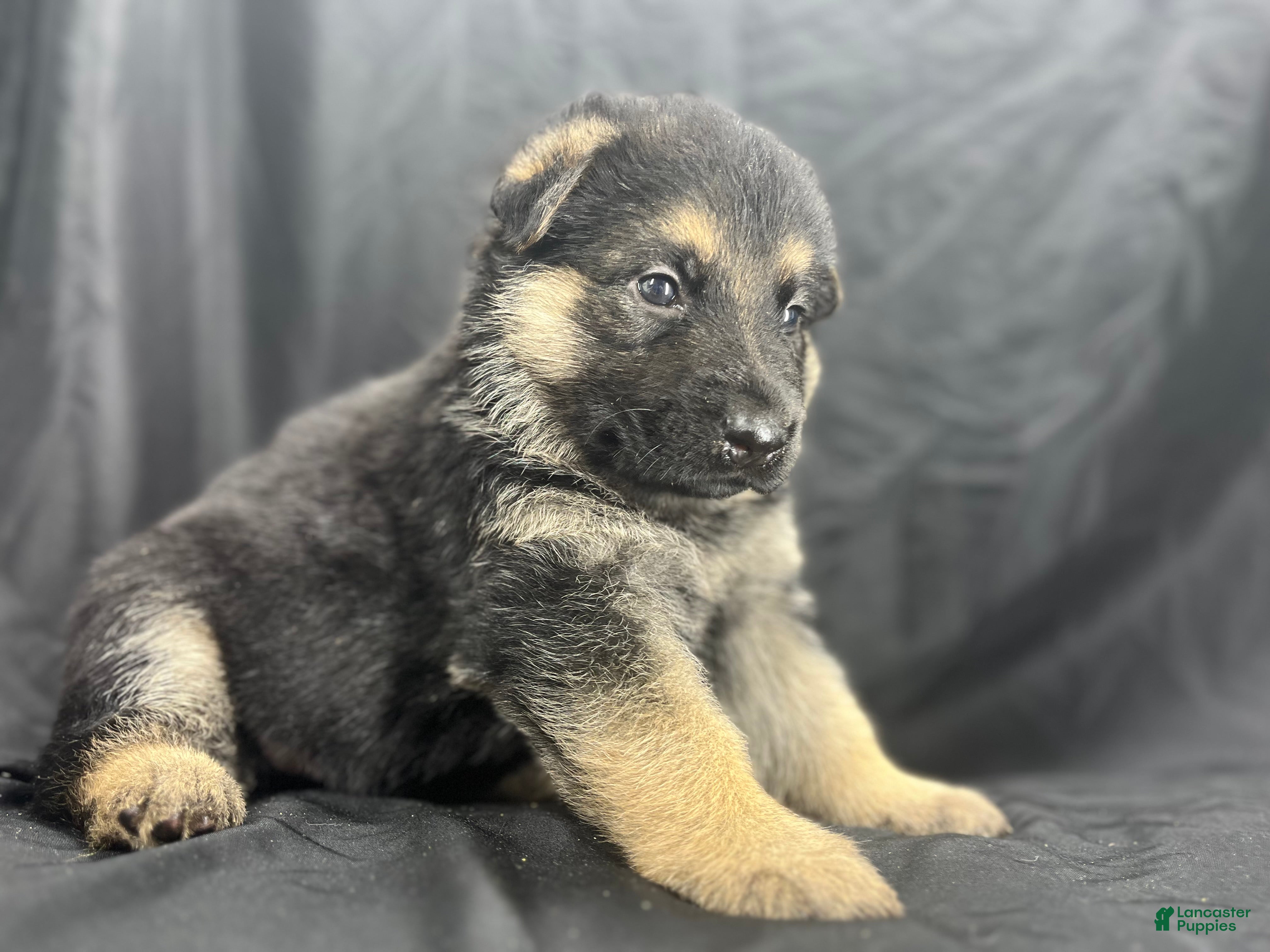 German Shepherd dogs Ranger - Ad 2