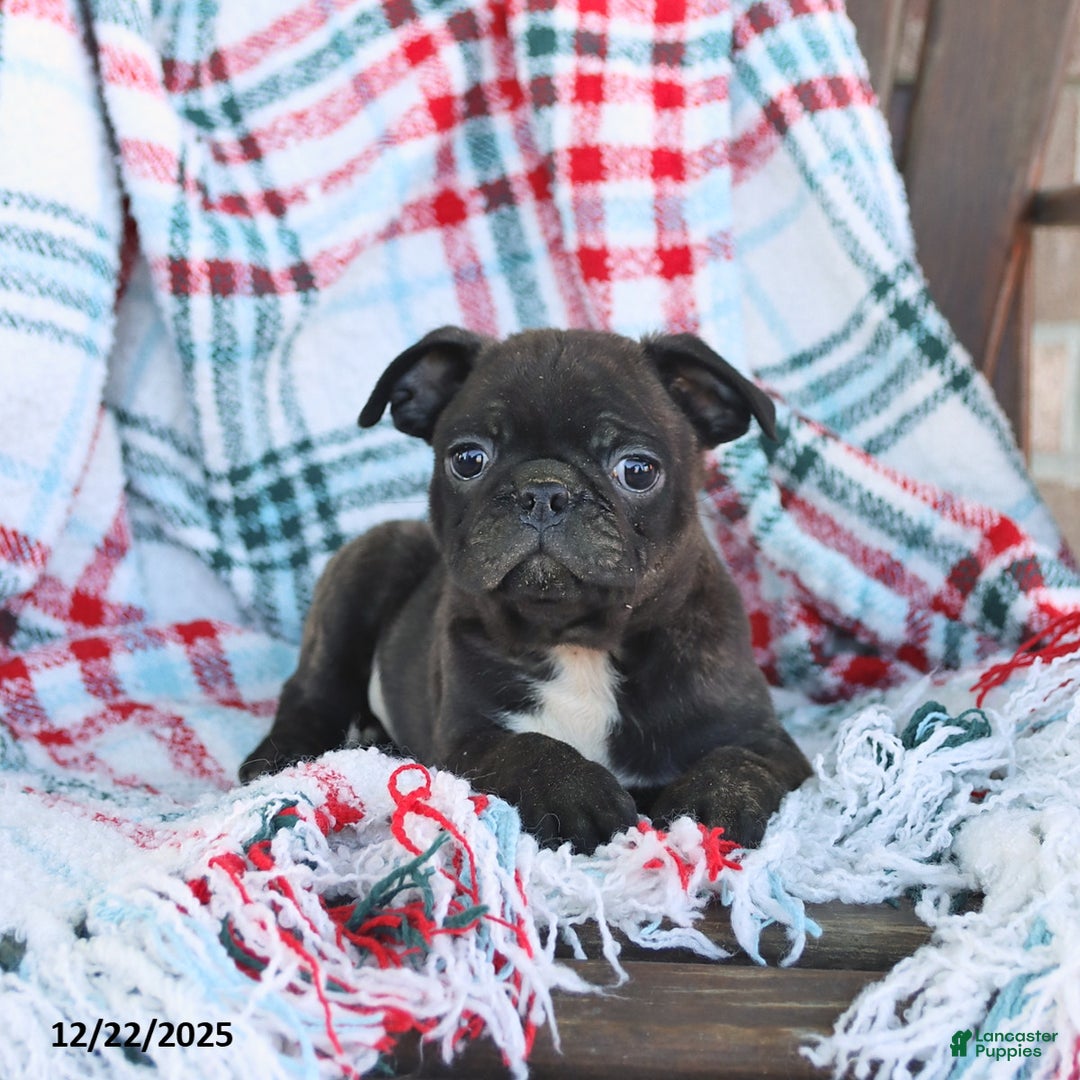 Mixed Breed dogs for sale: Jack  - Ad 1