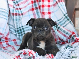 Mixed Breed dogs Jack - Ad 35