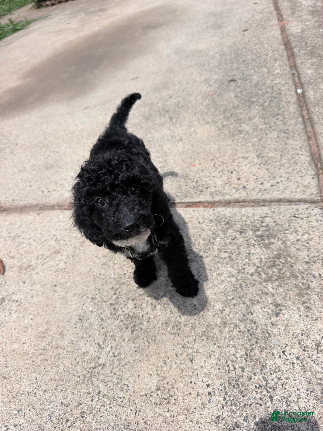Mini Goldendoodle dogs for sale: Shadow - Ad 3