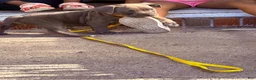 American Bully dogs for sale: Storm - Ad 6