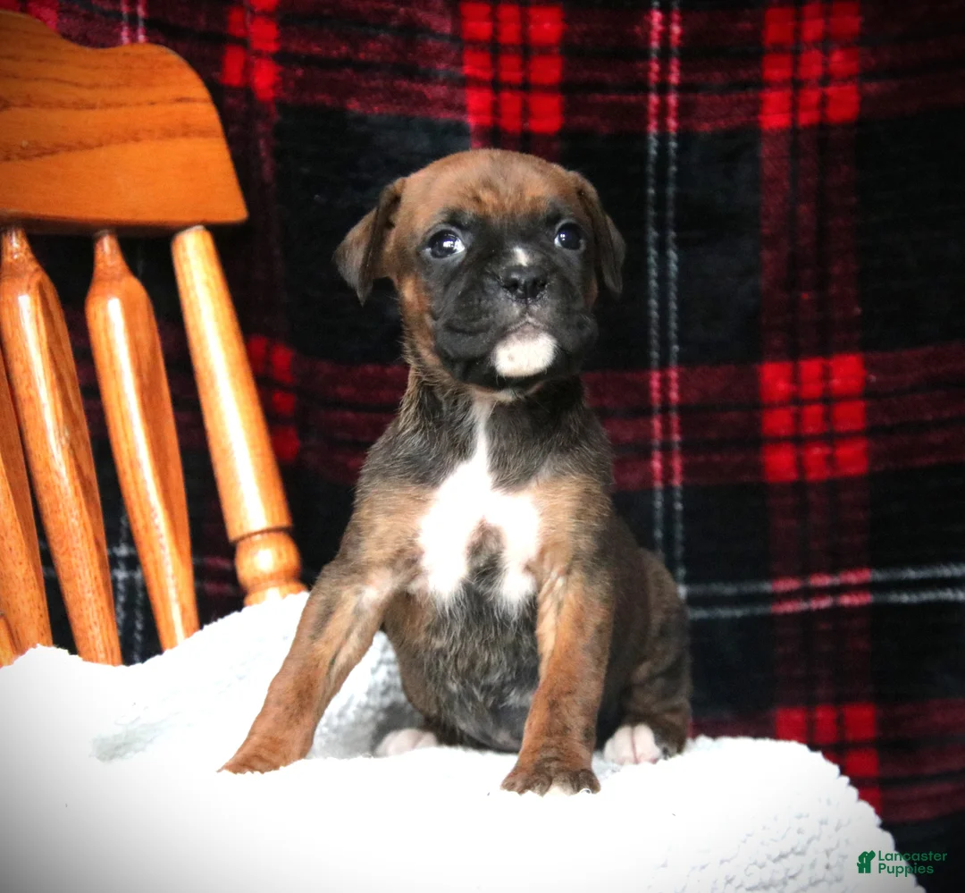 Boxer dogs for sale: Allie - Ad 1