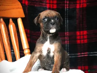 Boxer dogs Allie - Ad 5