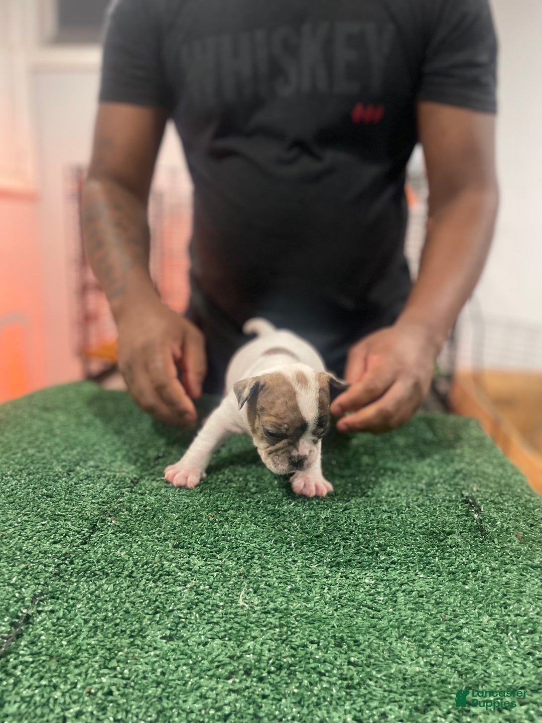 American Bully dogs for sale: American Bully Puppy 6 - Ad 13