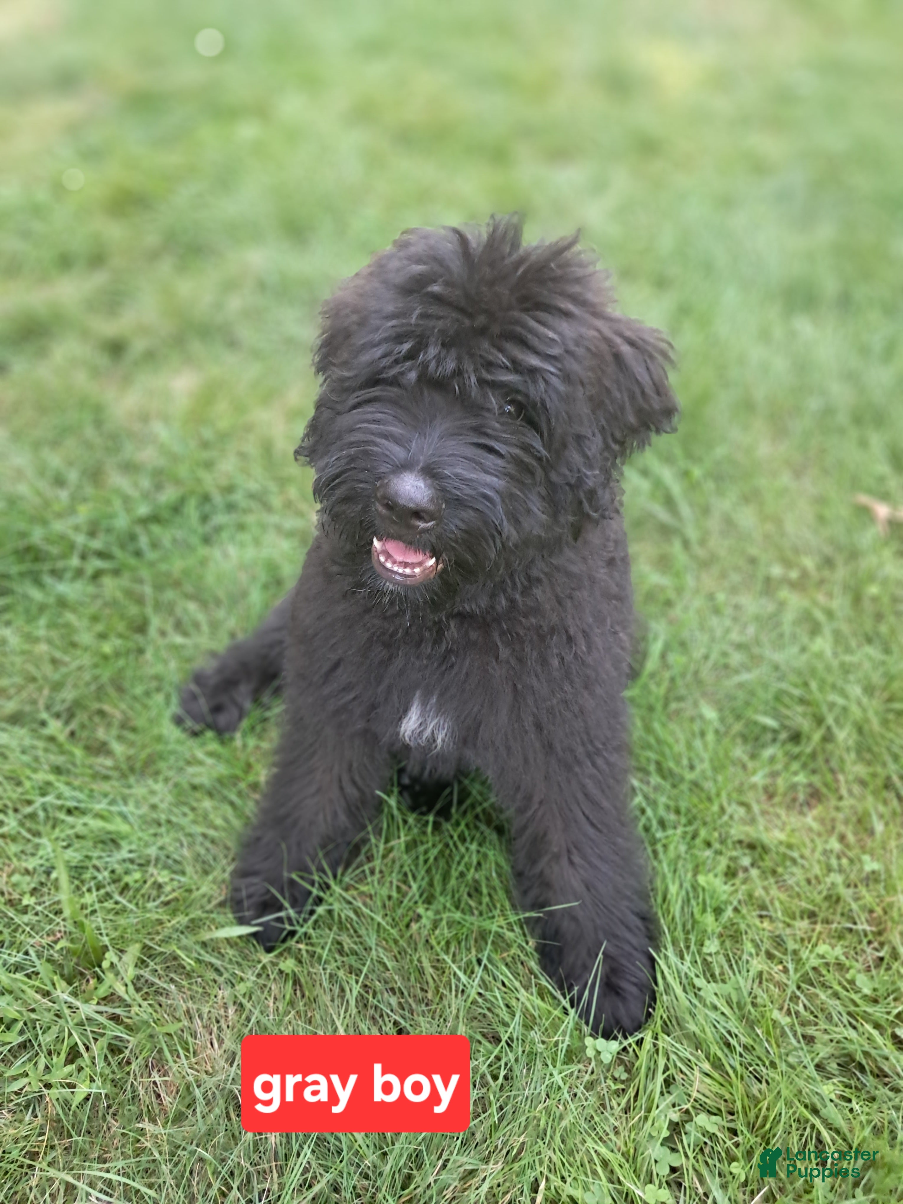 Bouvier Des Flandres dogs for sale: Bouvier Des Flandres 1 - Ad 3