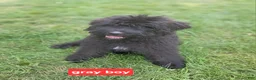 Bouvier Des Flandres dogs for sale: Bouvier Des Flandres 1 - Ad 1