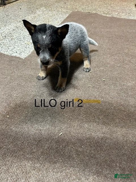 Australian Cattle Dog dogs for sale: Australian Cattle Dog 2 - Ad 2