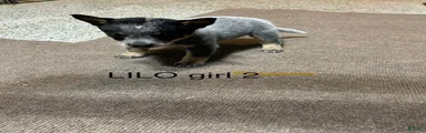 Australian Cattle Dog 2
