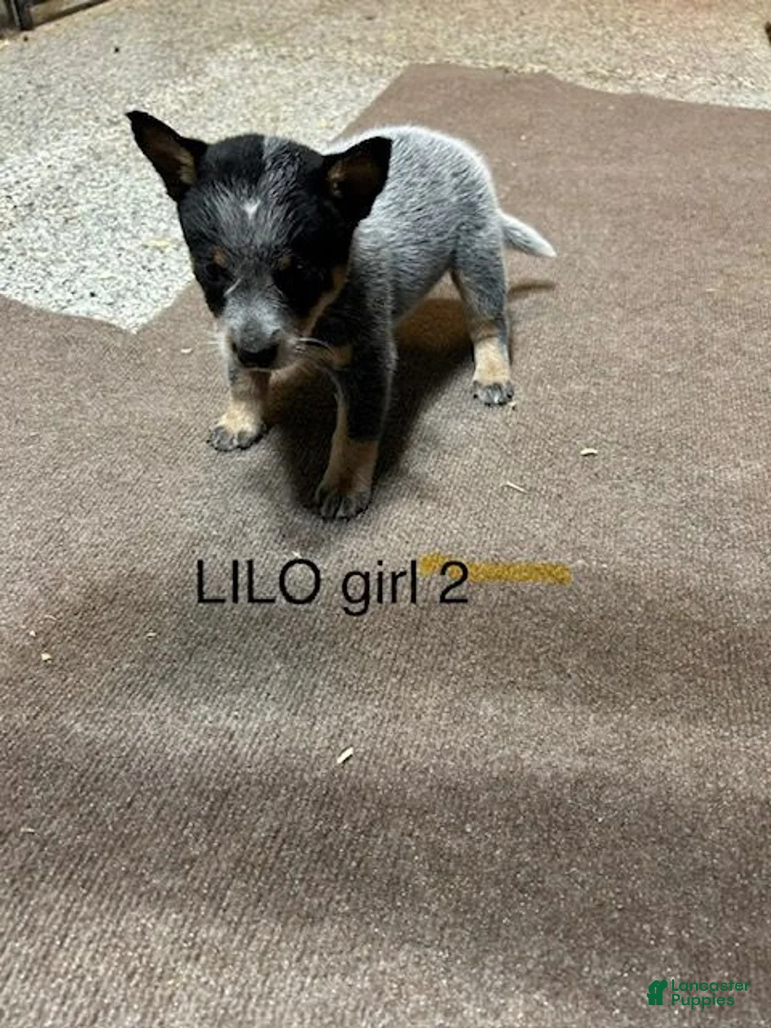 Australian Cattle Dog dogs for sale: Australian Cattle Dog 2 - Ad 1
