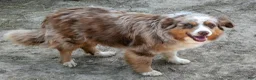 Mixed Breed dogs for sale: Fanny - Ad 4