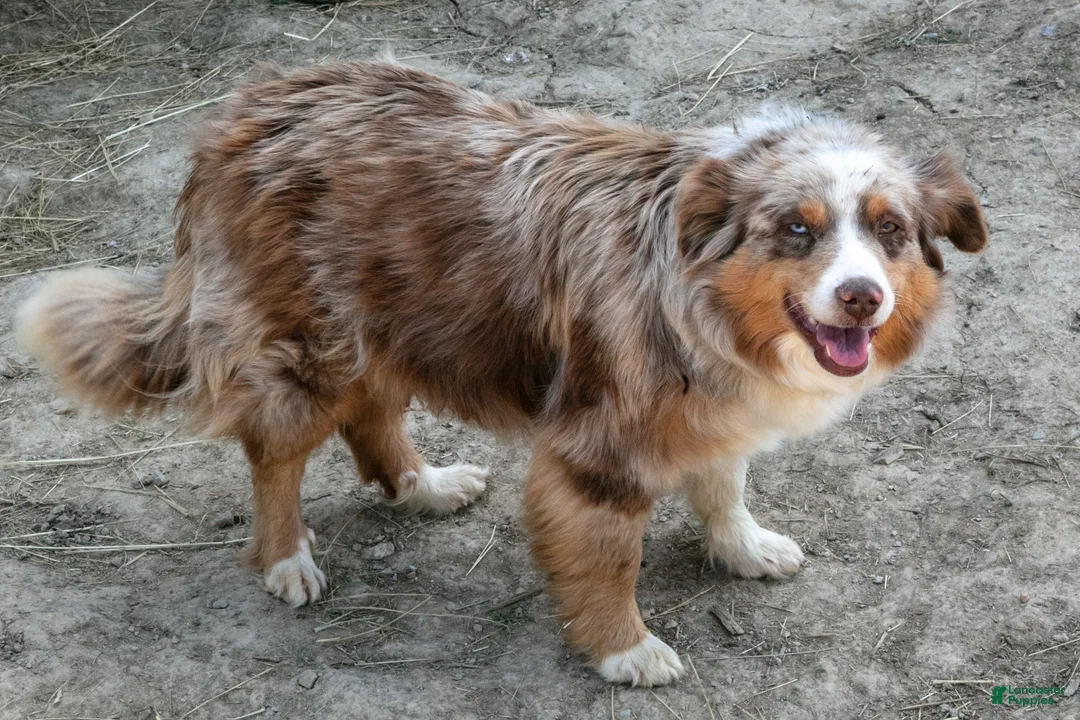 Mixed Breed dogs for sale: Fanny - Ad 4