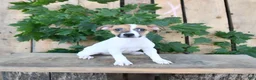 Jack Russell Terrier dogs for sale: Tasha - Ad 3