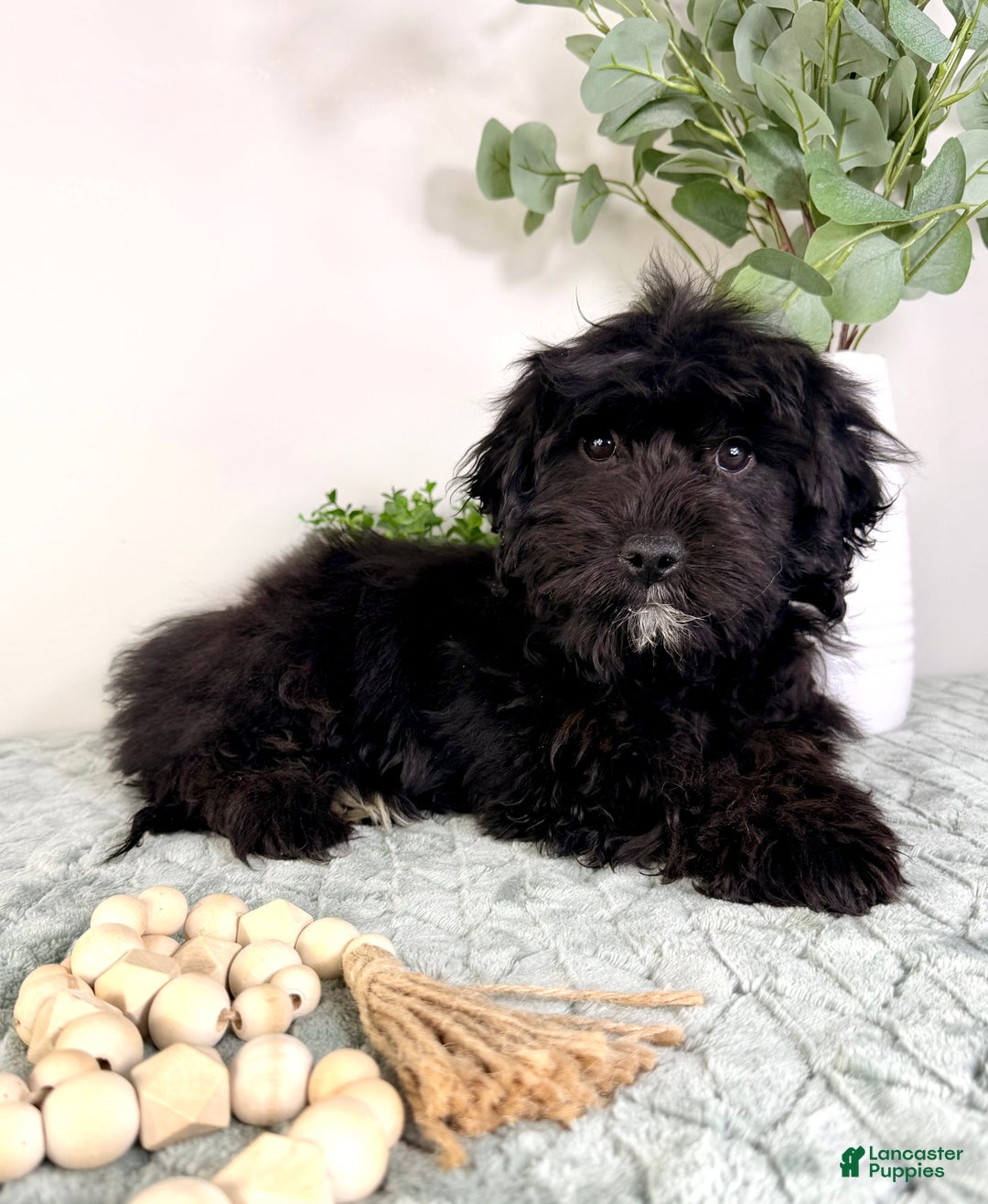 Cockapoo dogs for sale: Spade - Ad 5
