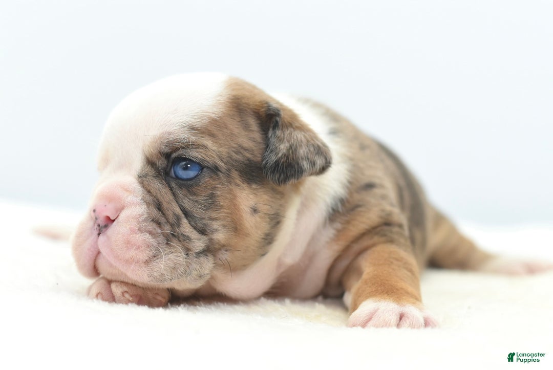 Mixed Breed dogs for sale: Turbo Merle blue eyes - Ad 2