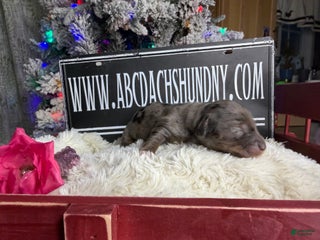 Miniature Dachshund dogs Dapple - Ad 33