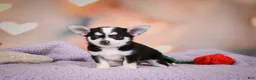 Chihuahua dogs for sale: MARY JO - Ad 5