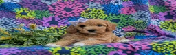 Cavapoo dogs for sale: Ainsley - Ad 5