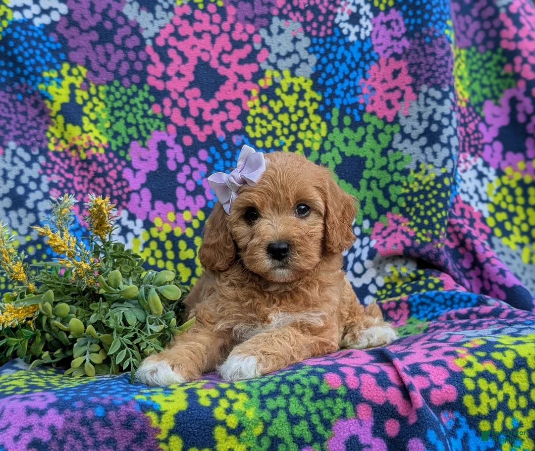 Cavapoo dogs for sale: Ainsley - Ad 5
