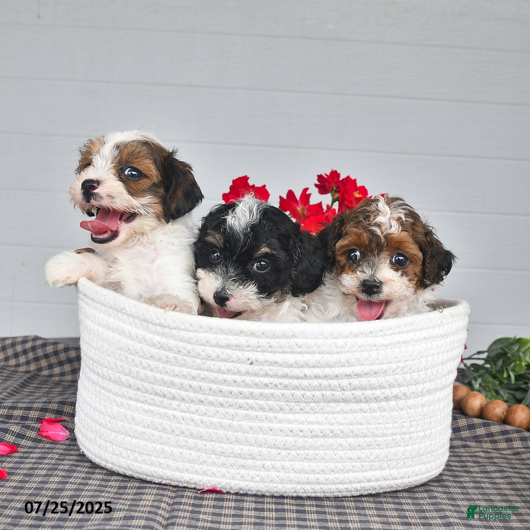 Lhasapoo dogs for sale: Oreo - Ad 10