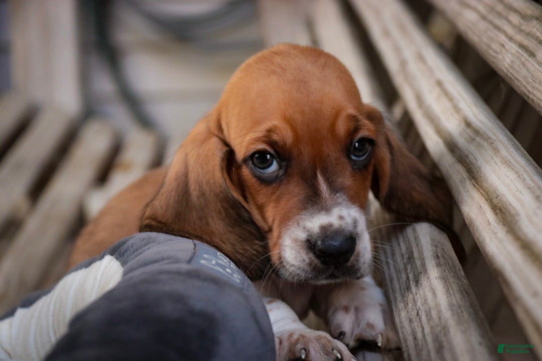Basset Hound dogs Otis Basset Hound  - Ad 2