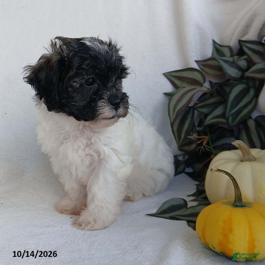 Teddy Bear dogs Kenzie - Ad 2