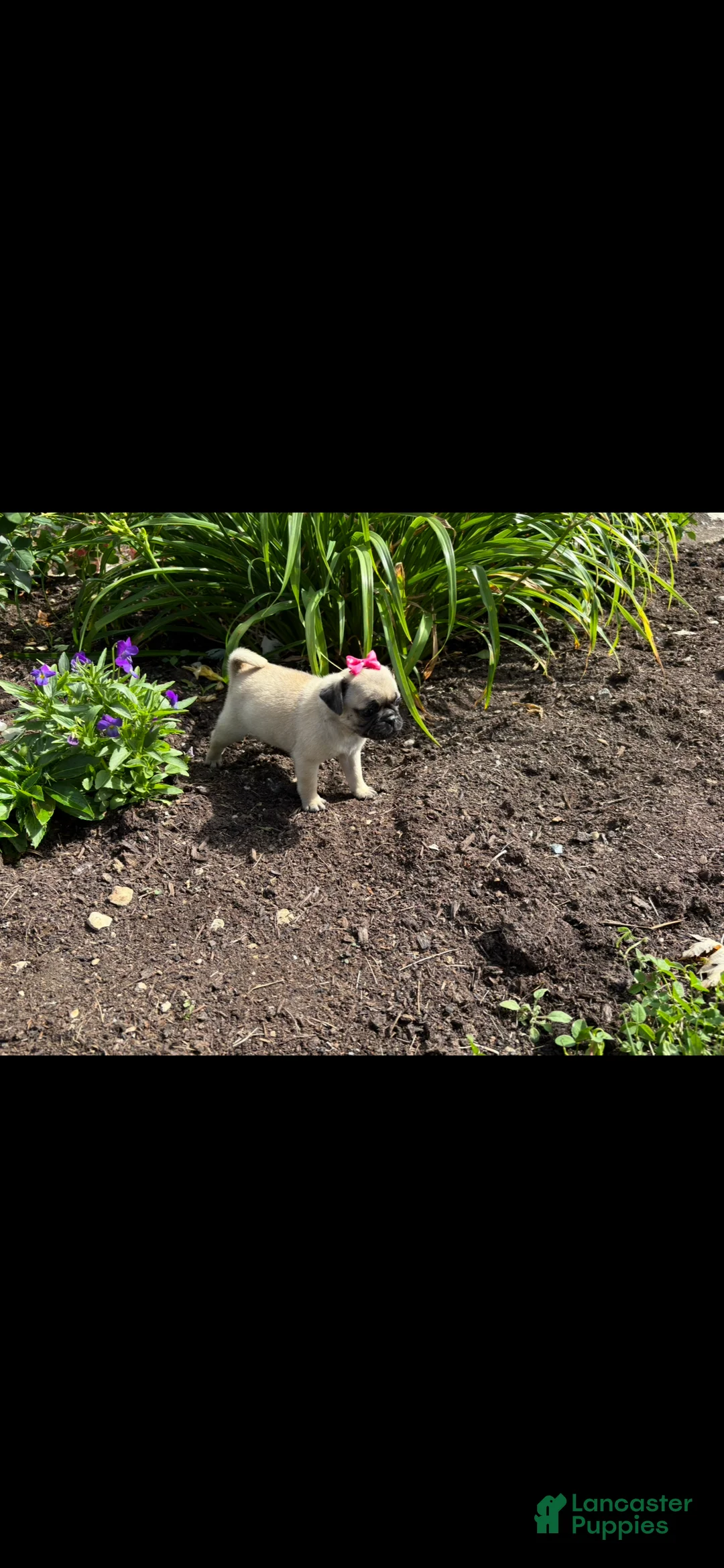 Pug dogs for sale: Candy - Ad 1