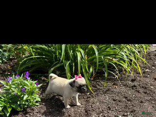 Pug dogs for sale: Candy - Ad 2