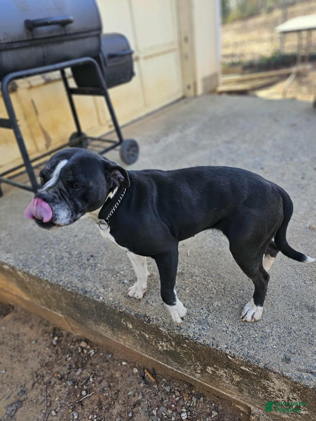 Alapaha Blue Blood Bulldog dogs for sale: Alapaha Blue Blood Bulldog Puppy 1 - Ad 11