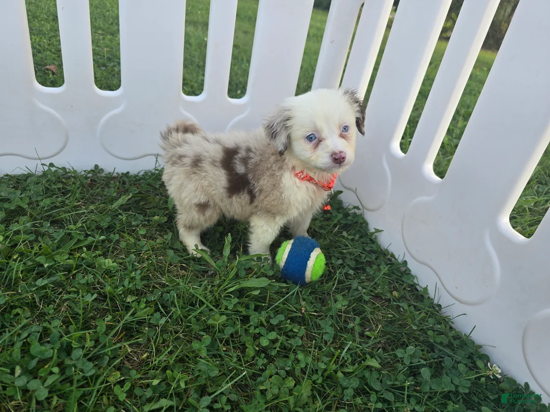 Toy Australian Shepherd dogs for sale: Boy 3 - Ad 1