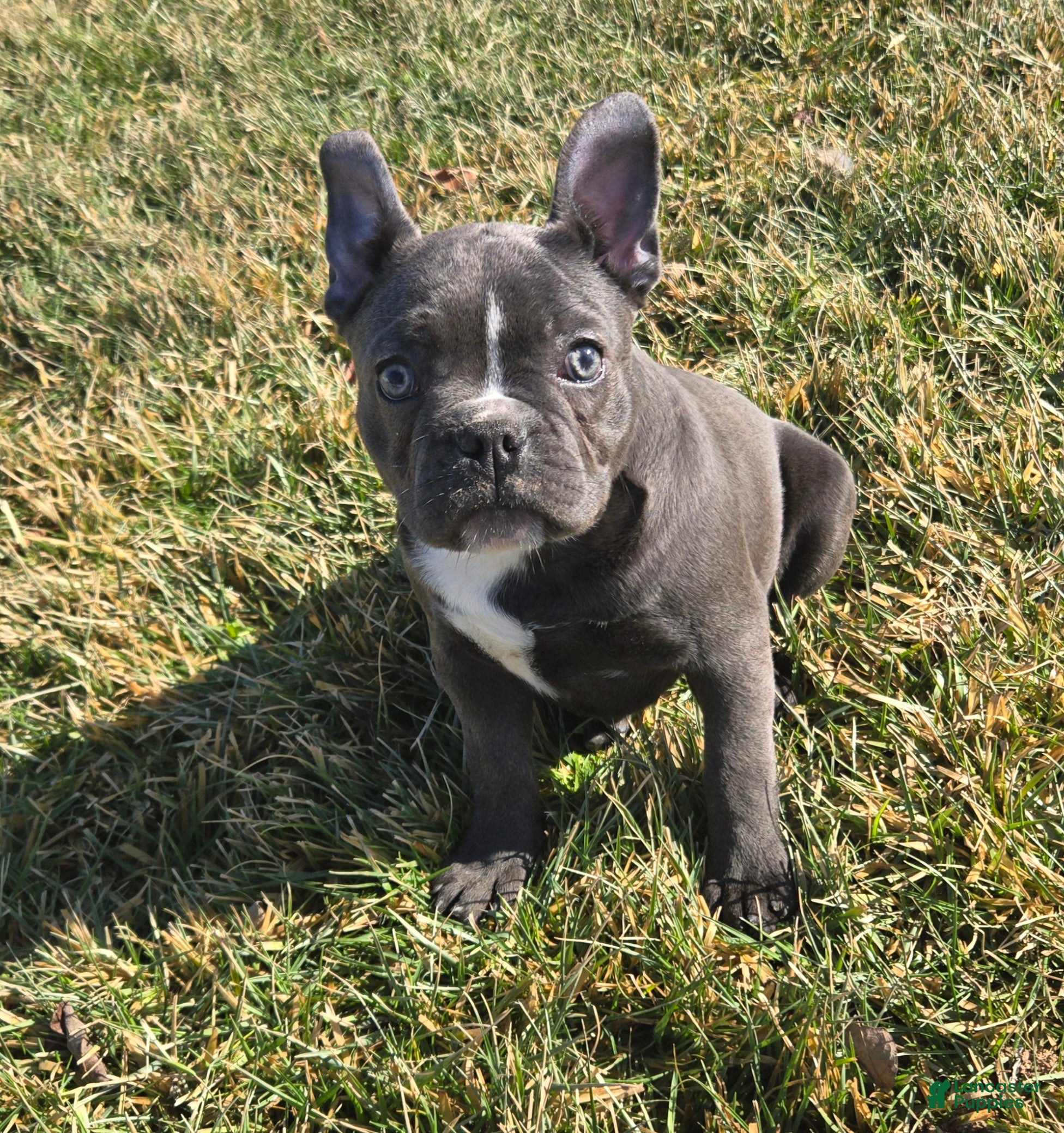 French Bulldog dogs Hope - Ad 1