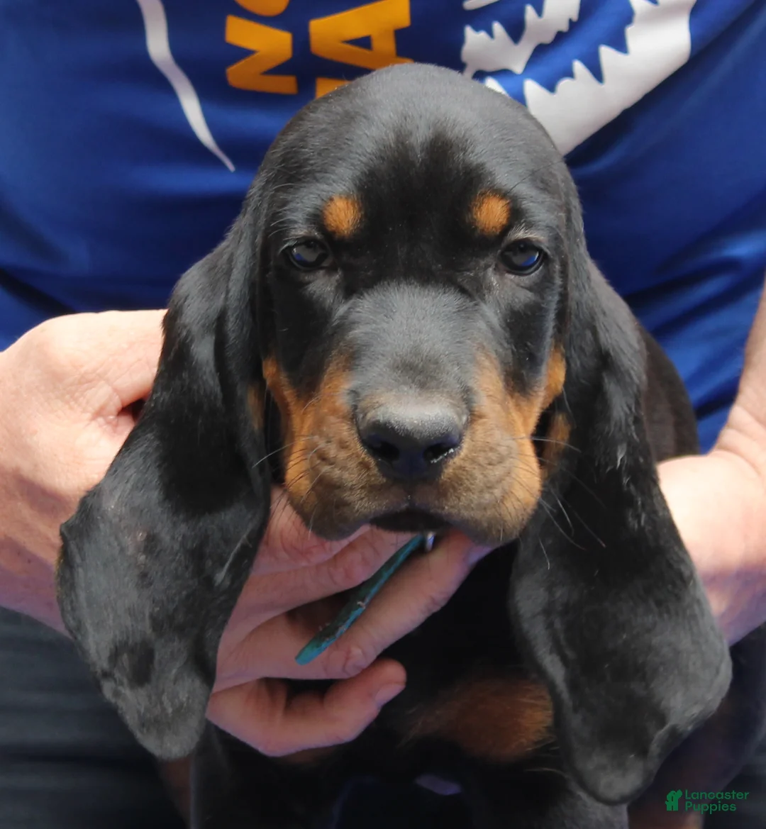 Black And Tan Coonhound dogs for sale: Pete - Ad 2