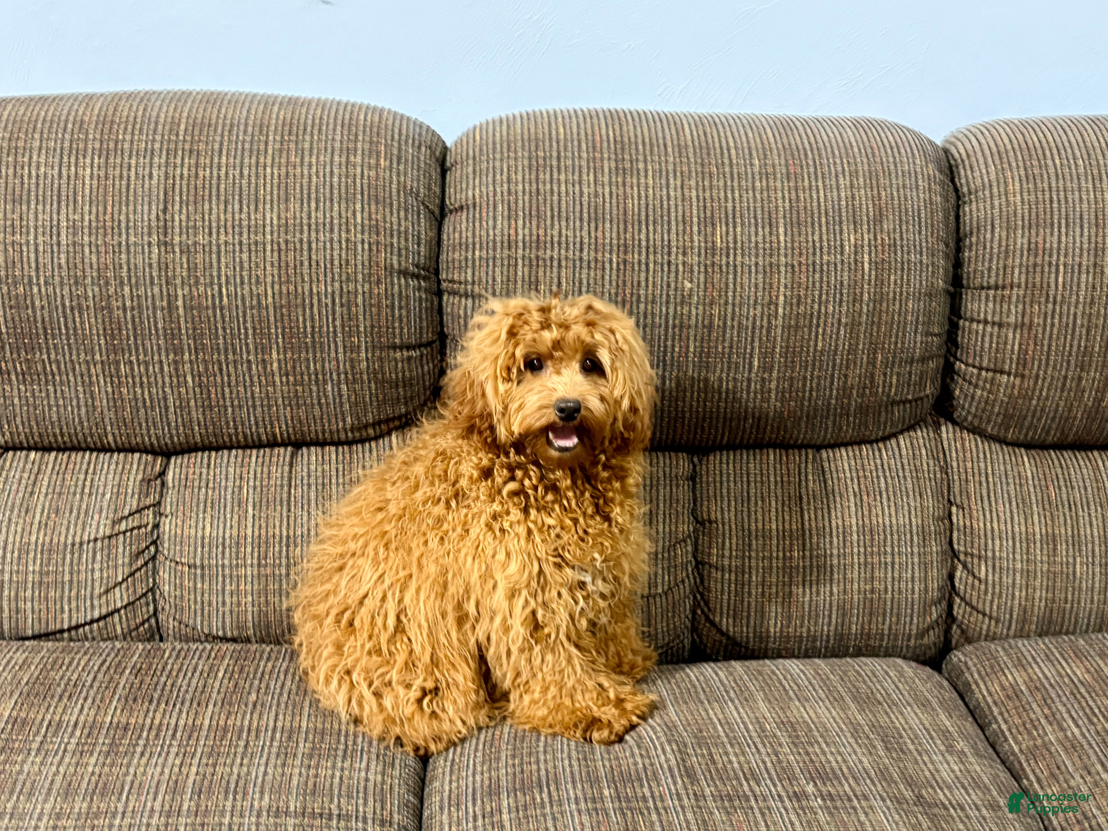 Cockapoo dogs Raina - Ad 30