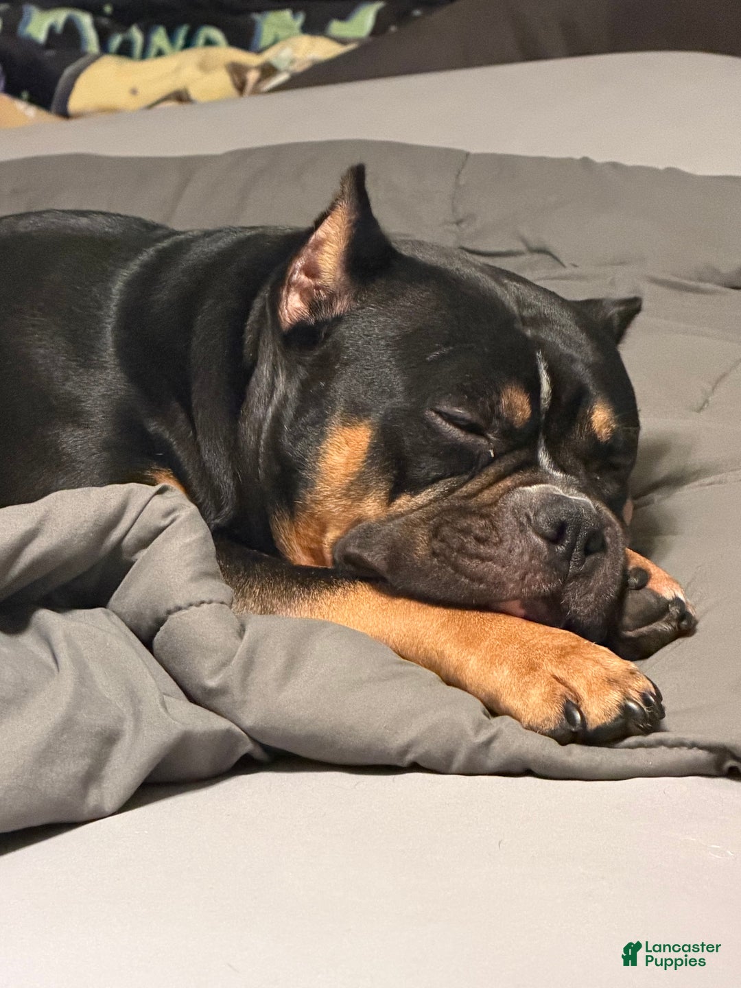 Gallery Image {{count}}