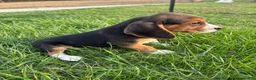 Beagle dogs for sale: Tony - Ad 7
