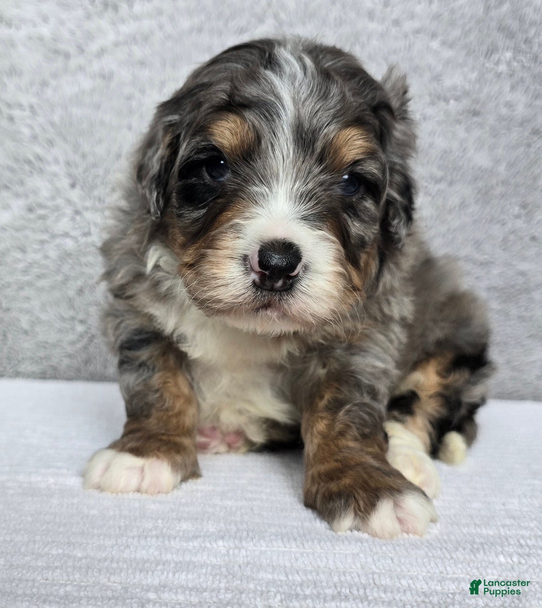 Mini Bernedoodle dogs for sale: Mini Louie - Ad 13