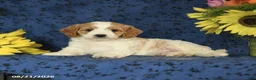 Cavapoo dogs for sale: Chip - Ad 8