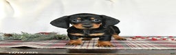Miniature Dachshund dogs for sale: Scout - Ad 5
