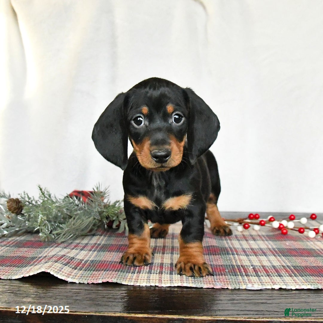 Miniature Dachshund dogs for sale: Scout - Ad 5