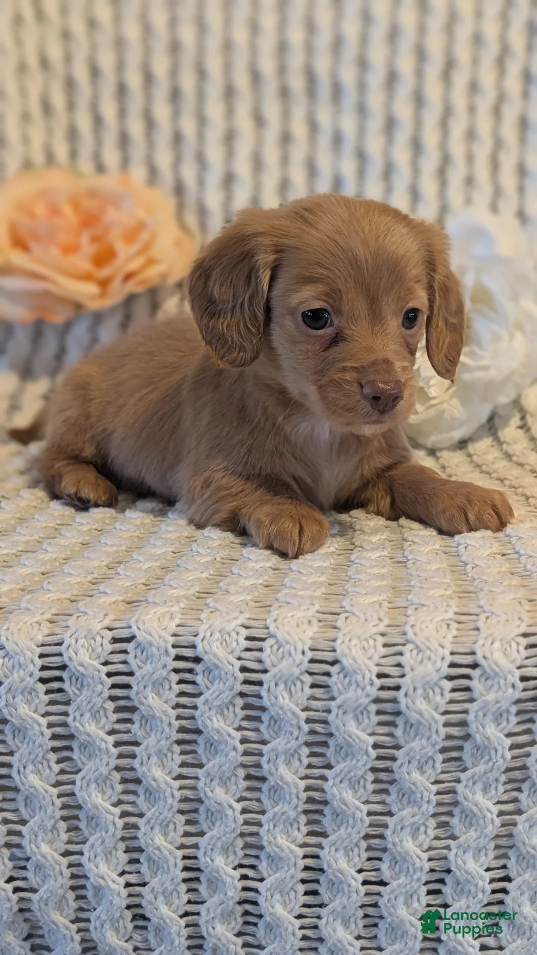 Miniature Dachshund dogs for sale: Lady - Ad 7