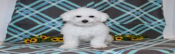 Bichon Frise dogs for sale: Harmony - Ad 6
