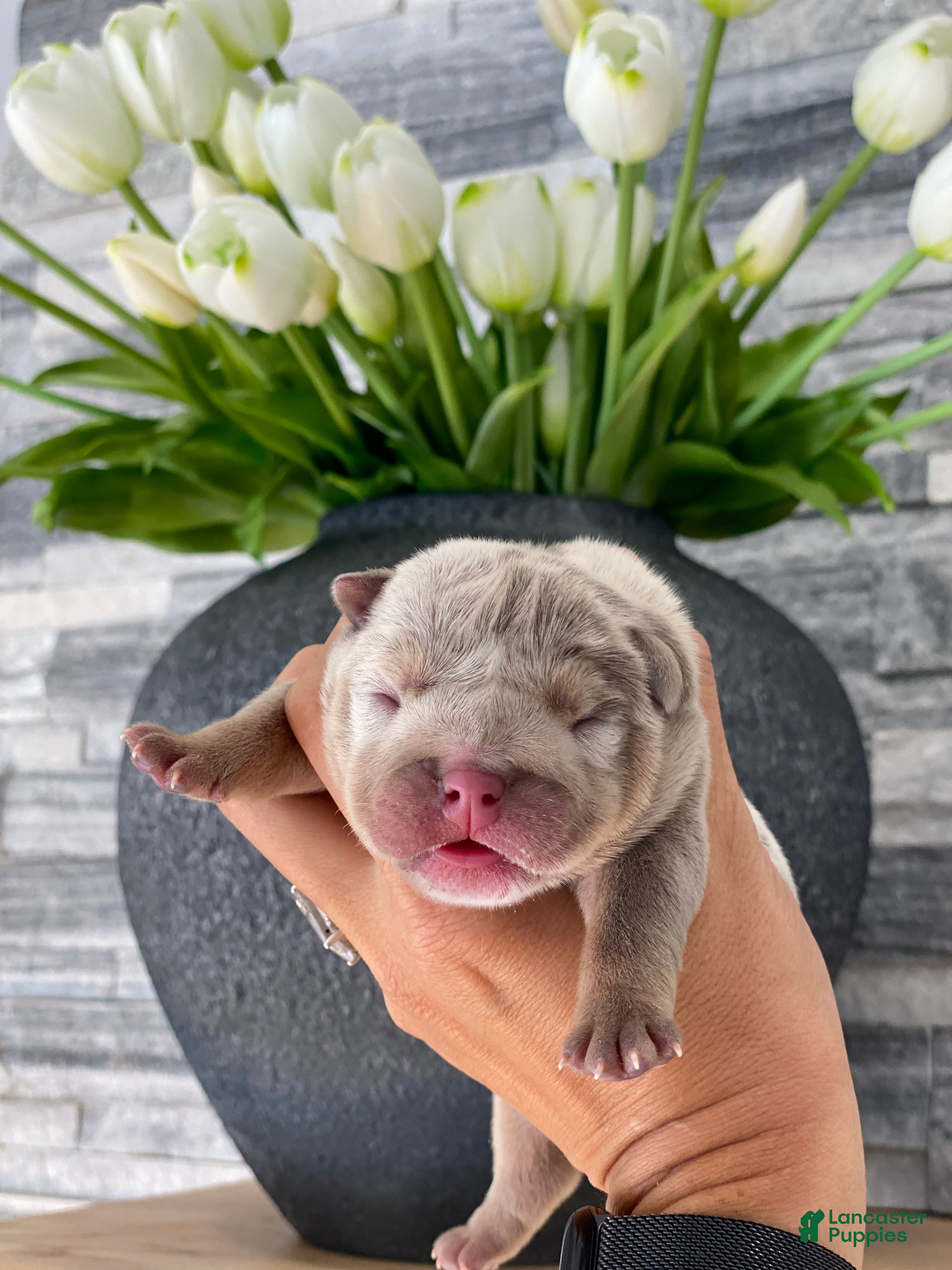 English Bulldog dogs ENID - Ad 9