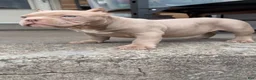 American Bully dogs for sale: American Bully Puppy 3 - Ad 1