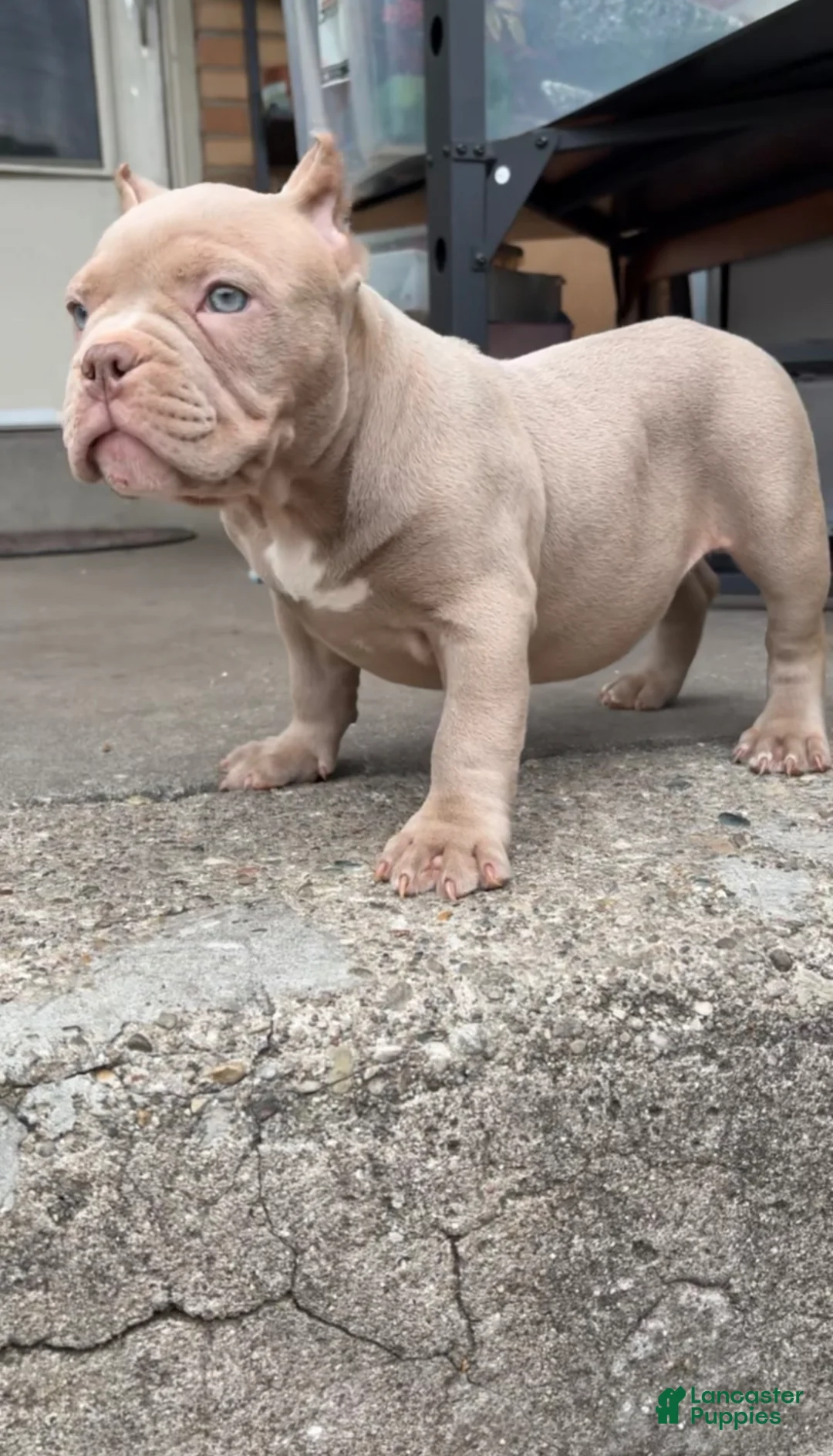 American Bully dogs for sale: American Bully Puppy 3 - Ad 1