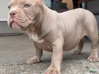 American Bully dogs American Bully Puppy 3 - Ad 33