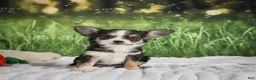 Chihuahua dogs for sale: Precious - Ad 6